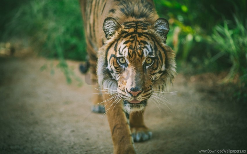 big cat muzzle predator tiger wallpaper PNG transparent photos massive collection