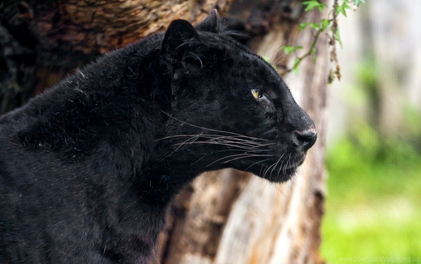 big cat panther predator pro wallpaper PNG photo without watermark