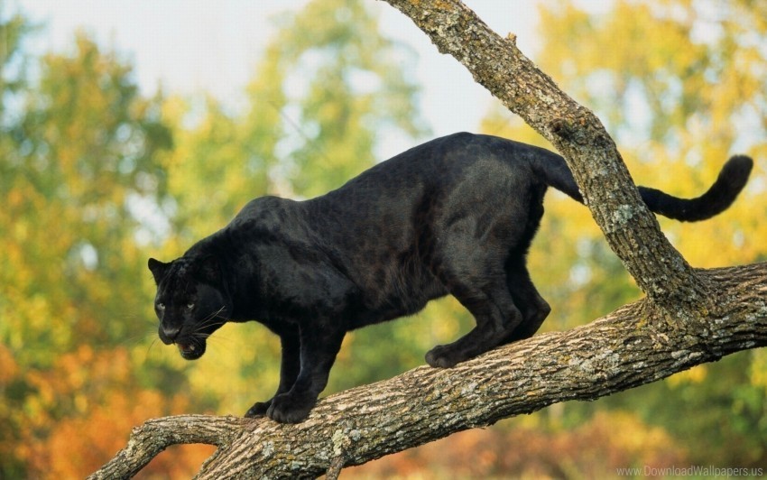 big cat panther predator timber trees wallpaper Transparent PNG art