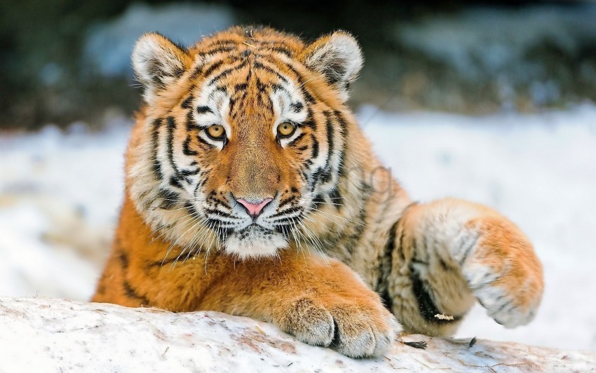 big cat paw tiger young wallpaper PNG with no background diverse variety