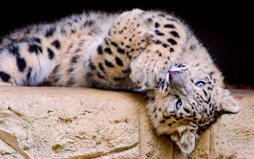 big cat playful snow leopard spotted wallpaper PNG transparent photos assortment