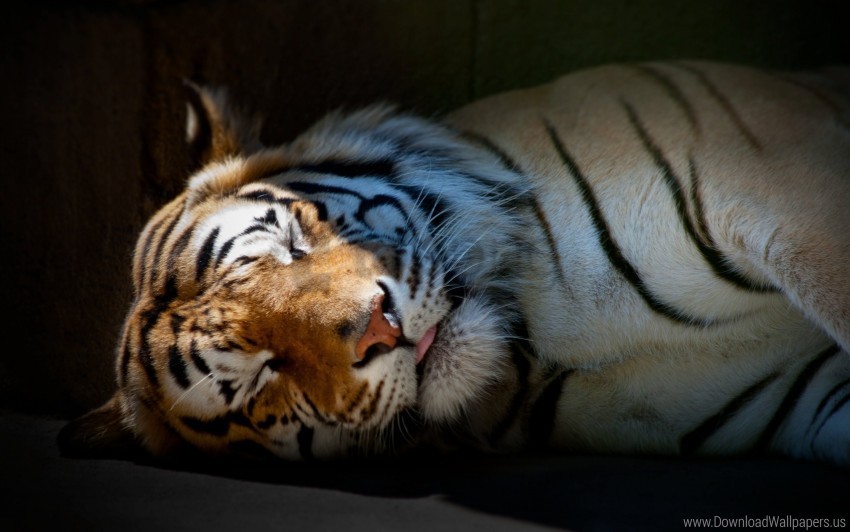 big cat predator shadow sleep striped tiger wallpaper Isolated Icon in HighQuality Transparent PNG