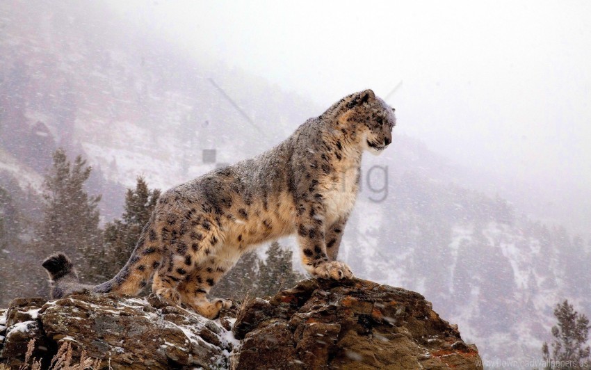 big cat predator snow leopard top wallpaper Free PNG images with transparent layers