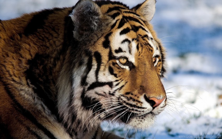 big cat predator snow tiger watch wallpaper PNG photos with clear backgrounds