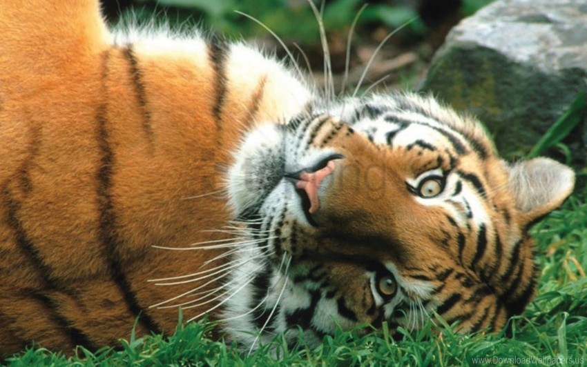 big cat predator striped tiger wallpaper PNG for educational use