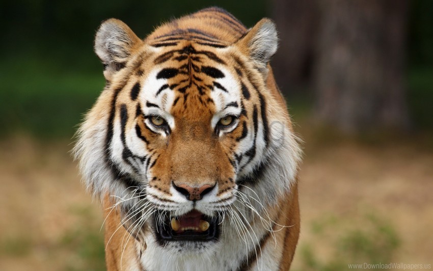 big cat predator striped tiger wallpaper Transparent PNG graphics variety