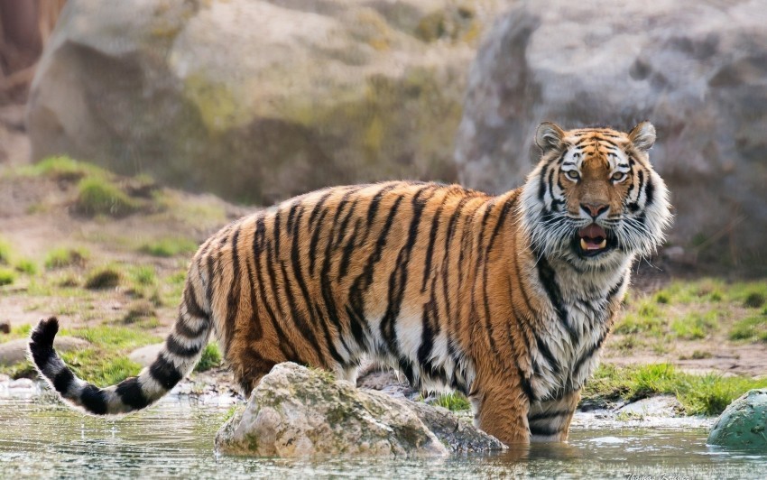 big cat predator surprise tiger wallpaper Clear PNG pictures free