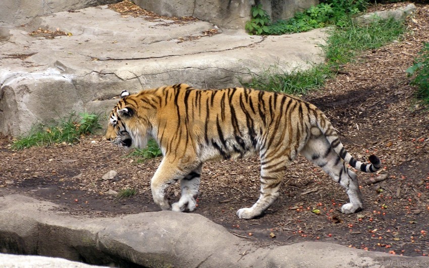 big cat predator tiger walk wallpaper PNG images free