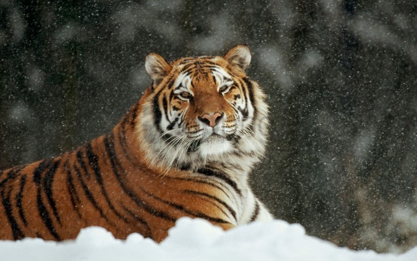 big cat predators snow striped tiger wallpaper Transparent Background Isolated PNG Art