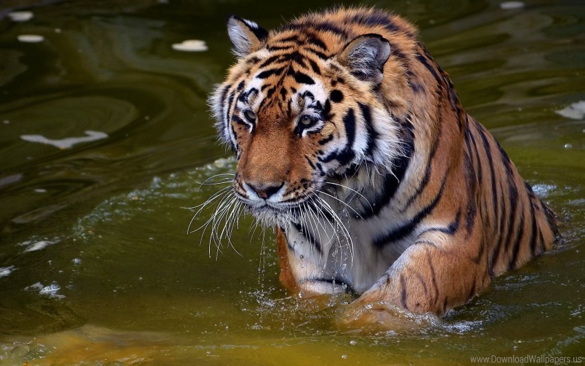 big cat river swim tiger walk water wallpaper Transparent PNG image