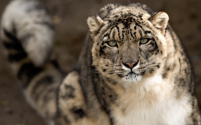 big cat snout snow leopard spotted wallpaper PNG with clear transparency