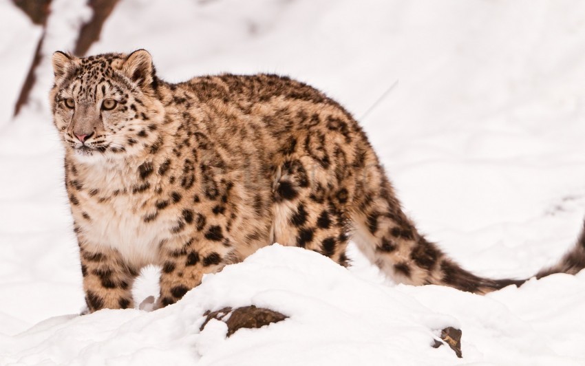 big cat snow snow leopard walk wallpaper Clean Background Isolated PNG Art
