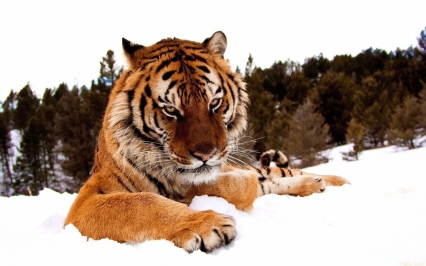 big cat snow striped tiger wallpaper PNG images with no background essential