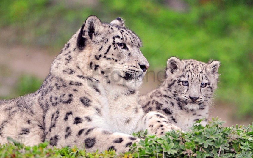 big cats color predators snow leopard spotted wallpaper Transparent PNG graphics assortment