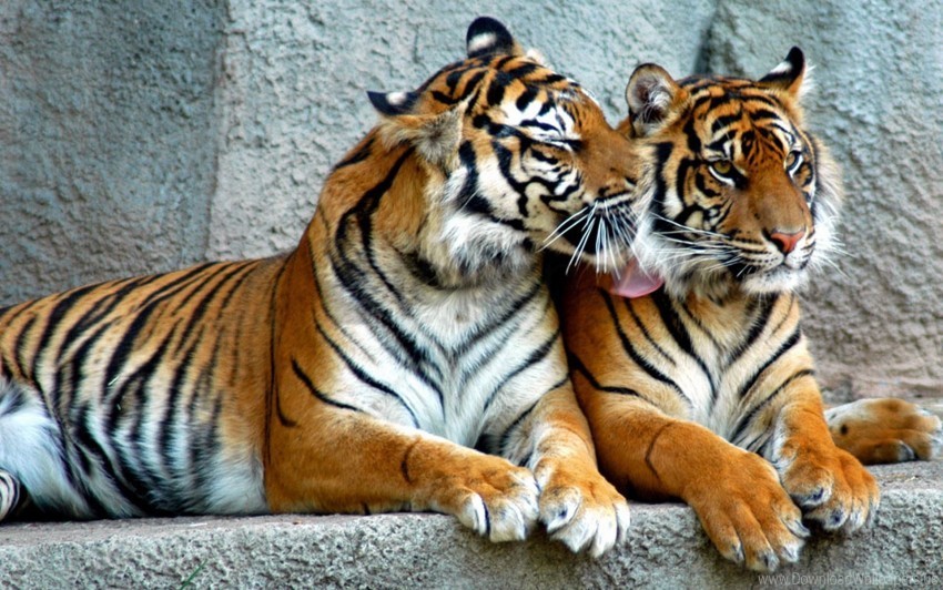 big cats couple predators striped tiger wallpaper Free download PNG images with alpha transparency