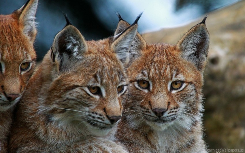 big cats eyes face lynx wallpaper PNG images with transparent elements