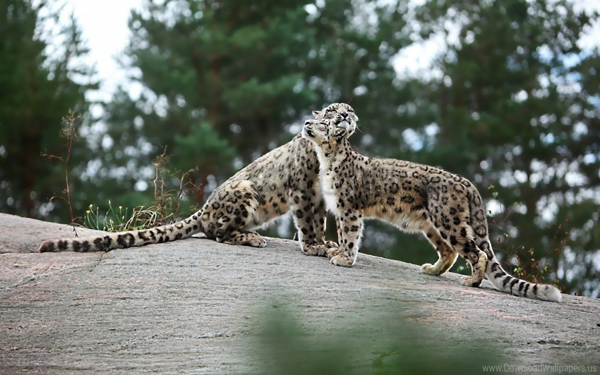 big cats playful predators snow leopards stones wallpaper Transparent PNG download