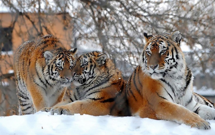 big cats snow snowfall three tigers wallpaper Transparent PNG illustrations