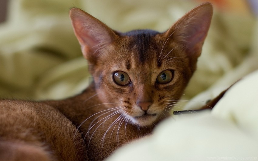 big-eared cat ears muzzle wallpaper PNG for t-shirt designs