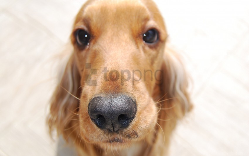 big-eared dog eyes muzzle nose wallpaper PNG images with alpha transparency selection