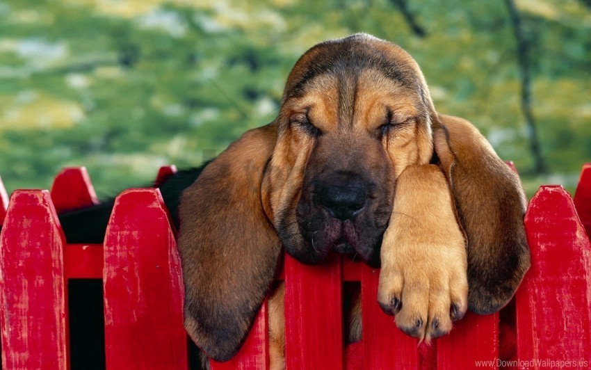big-eared fence puppy rest sleep wallpaper Clear background PNGs