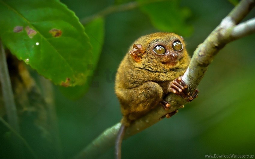 big eyes branch sit tarsier wallpaper Transparent Background Isolated PNG Character