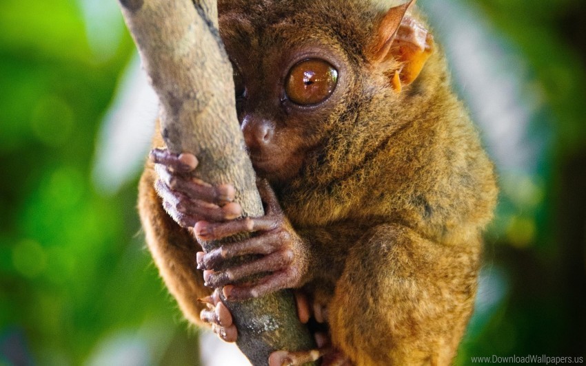 big eyes genus primate tarsier tarsier wallpaper Transparent PNG Isolated Subject