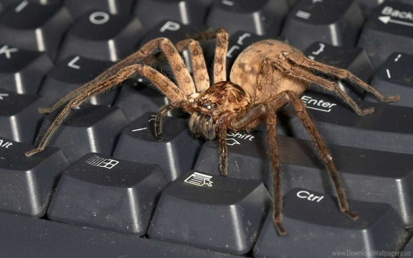 Big Insect Keyboard Predator Spider Wallpaper Transparent Background Isolated PNG Item