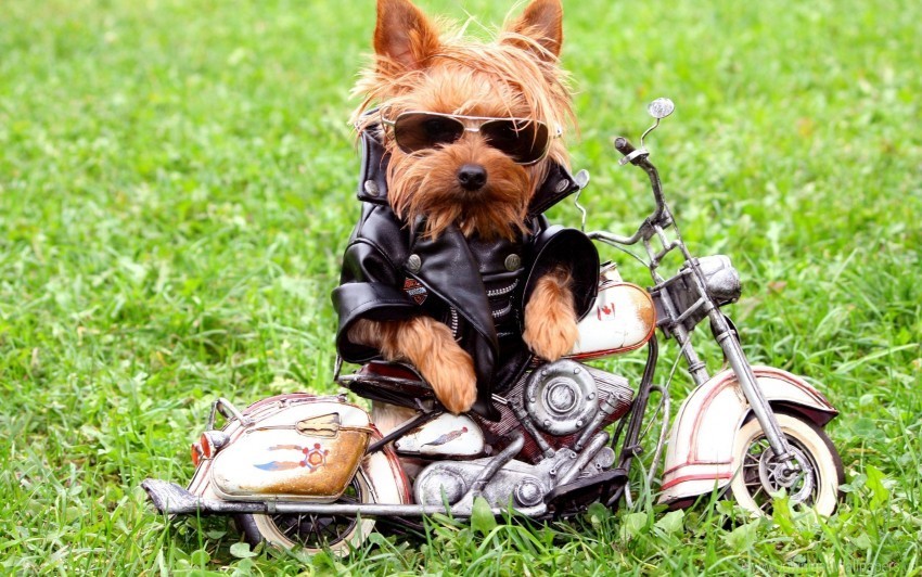 biker dog grass jackets leather jackets yorkshire terrier wallpaper Isolated Artwork with Clear Background in PNG
