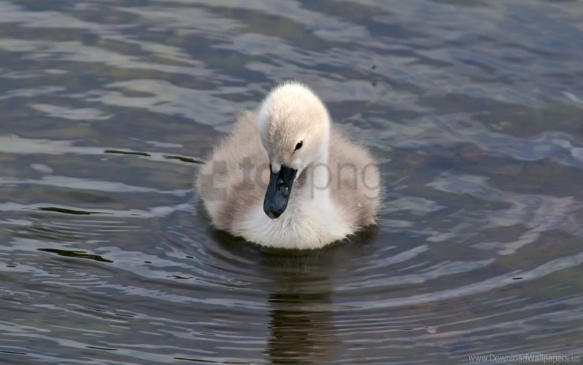 bill duck funny water wallpaper PNG with cutout background