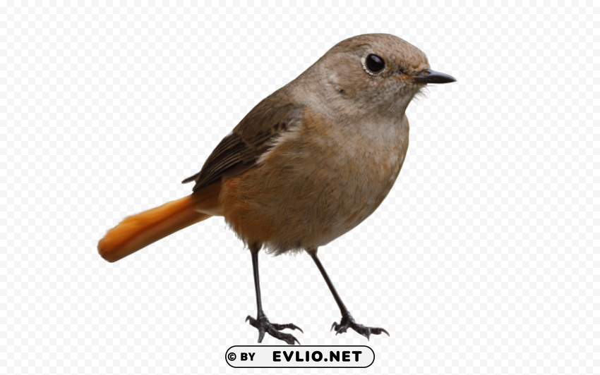 bird Isolated Subject with Clear Transparent PNG