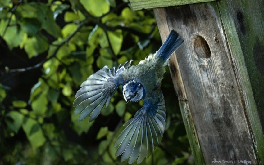 Bird Birdhouse Flight Wings Wallpaper ClearCut Background PNG Isolated Item