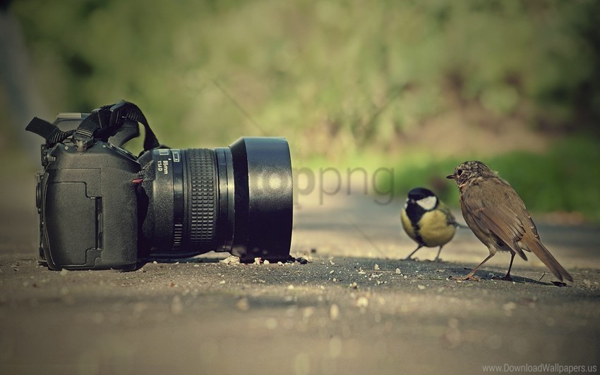 bird birds camera pose sparrow wallpaper Transparent PNG images collection