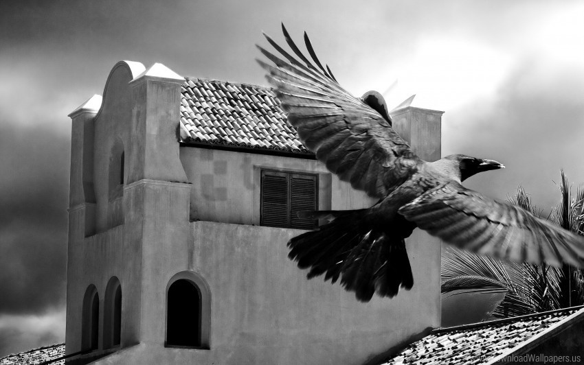 bird black and white buildings crows flapping flying sky wallpaper Transparent graphics