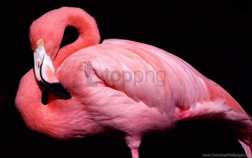 bird black background eak flamingos pink wallpaper PNG with no bg