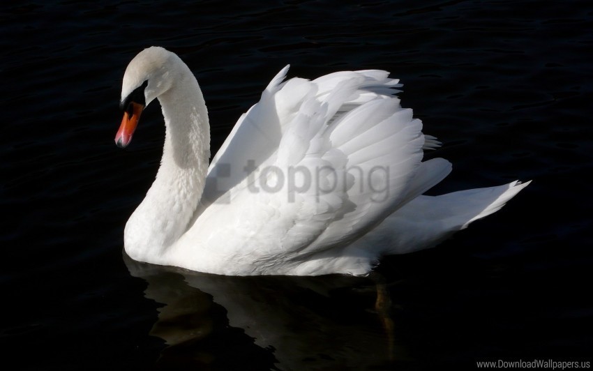 bird black swan swim water wallpaper High-resolution PNG images with transparent background