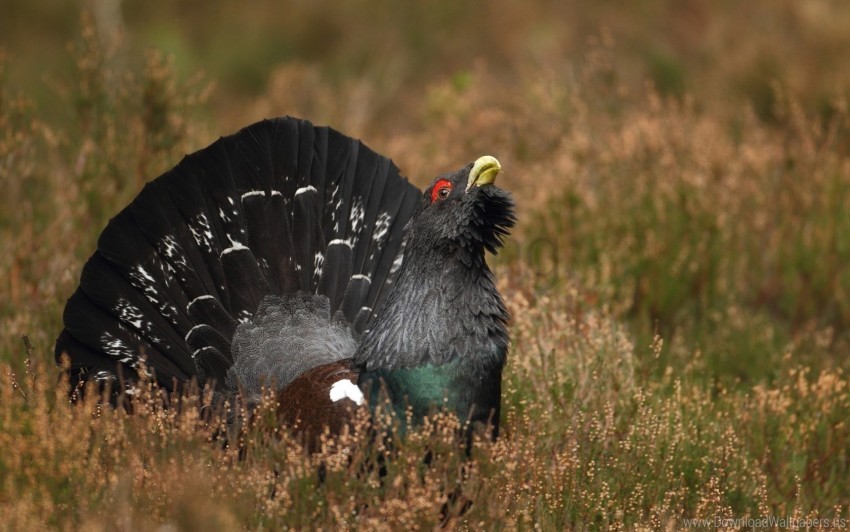 bird black grass grouse wallpaper Isolated Subject in Transparent PNG Format