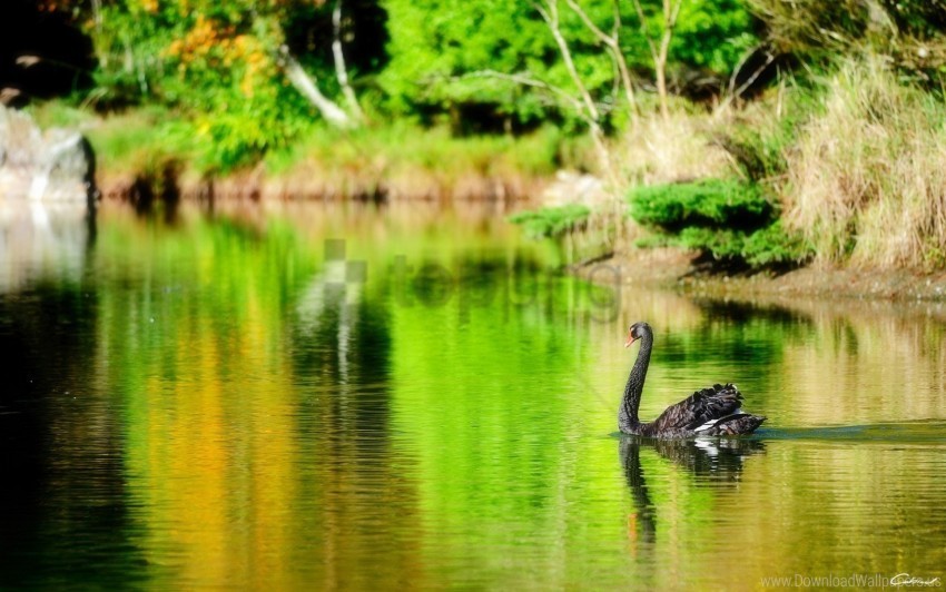 bird black lake pond swan wallpaper Isolated Object with Transparent Background PNG