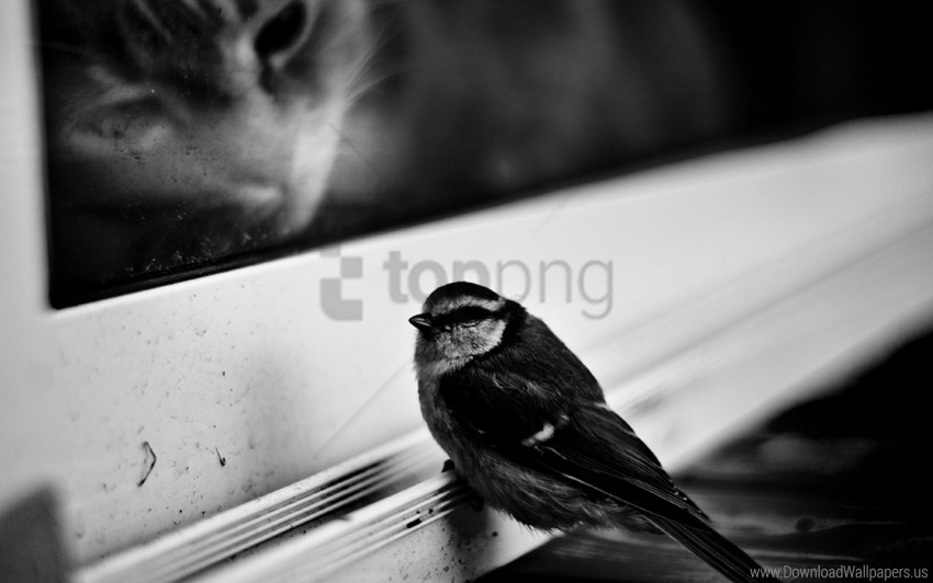 bird black white cat hunting sparrow window sill wallpaper PNG with alpha channel for download