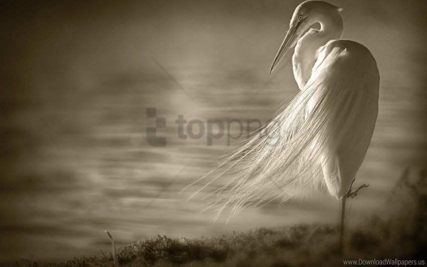 bird black white heron loneliness swamps wallpaper Transparent PNG Isolated Element with Clarity
