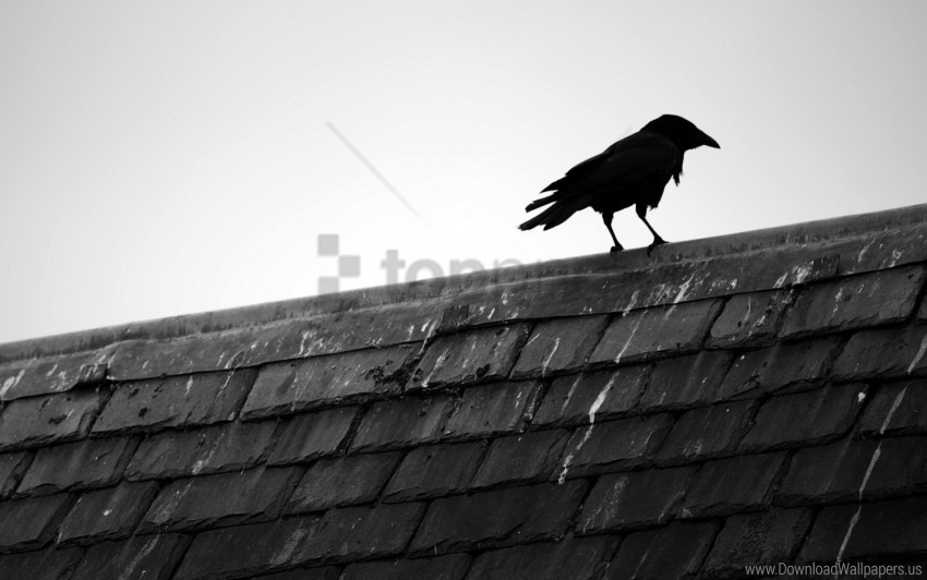 bird black white raven roof sky wallpaper Transparent Background Isolation in PNG Format