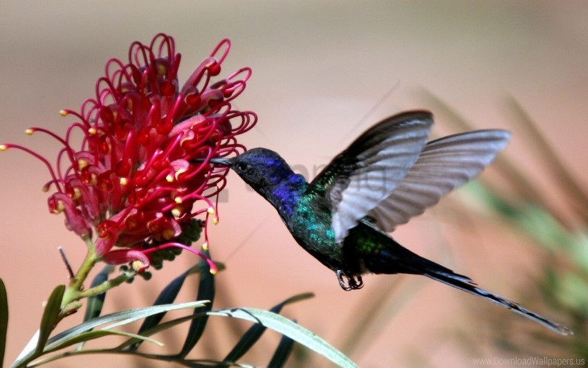 bird blue flight flower hummingbirds wallpaper Transparent PNG Isolated Artwork