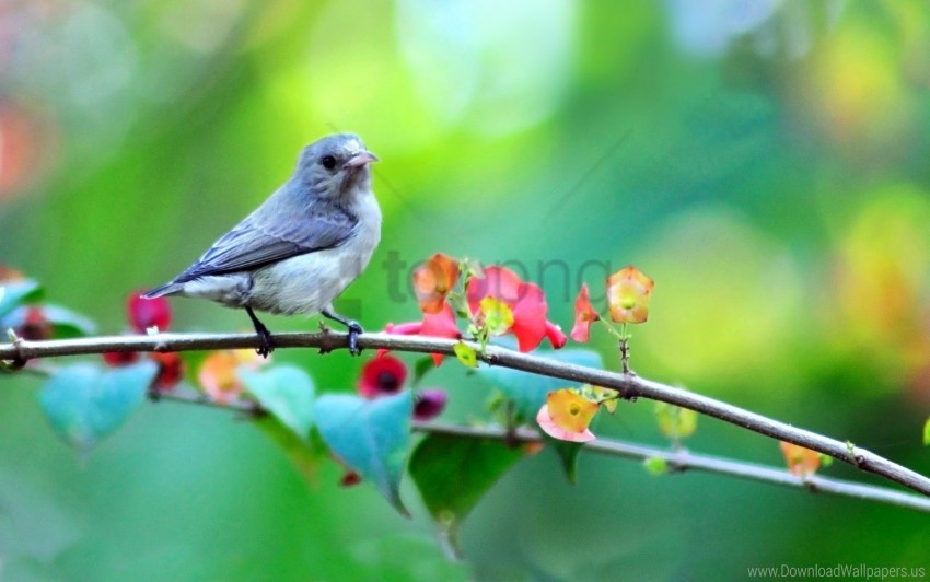 bird blur branch flowers wallpaper PNG graphics with clear alpha channel broad selection