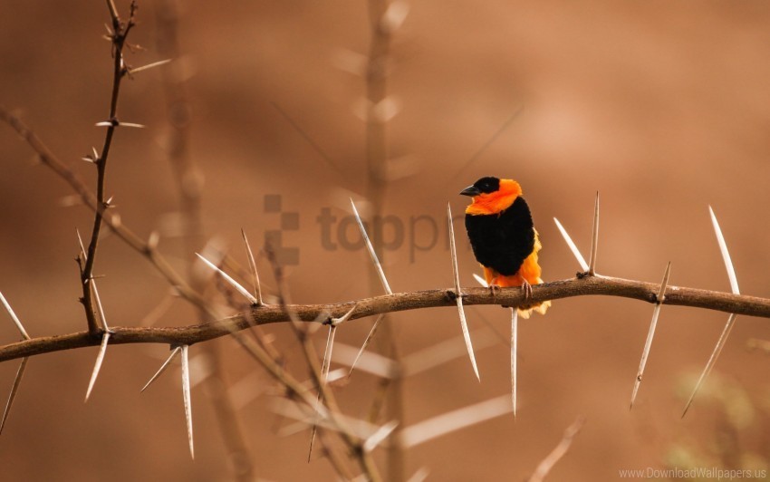 bird blur branch sit wallpaper PNG transparent backgrounds