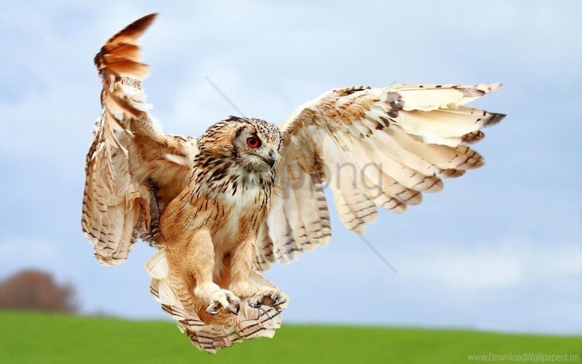 bird blur landing owl wings wallpaper PNG with no background required