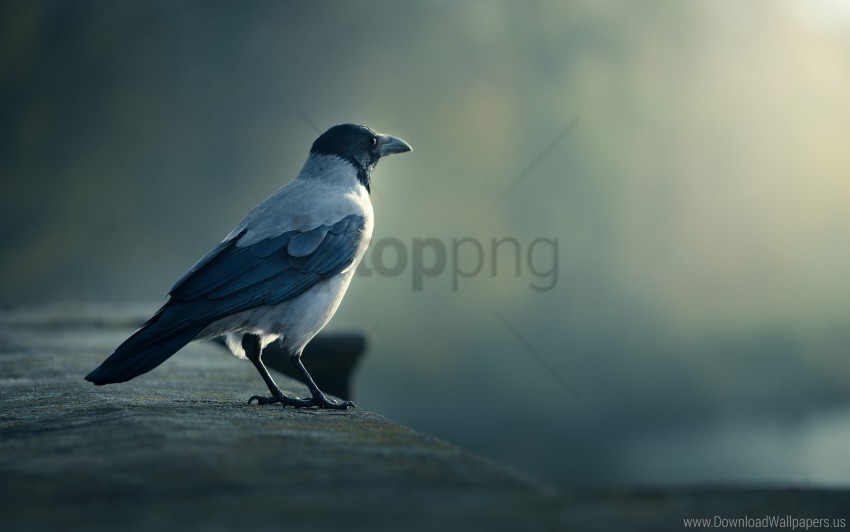 bird blurring crow wallpaper Isolated Character on Transparent PNG