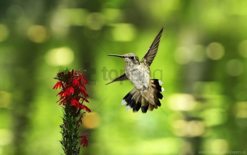 bird blurring flower fly hummingbird swing wallpaper PNG images for editing
