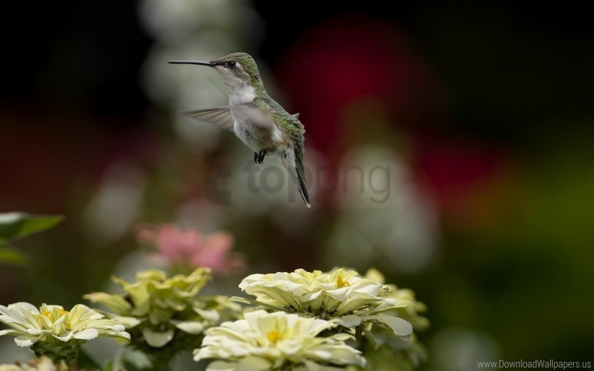 bird blurring flowers flying hummingbird nature wallpaper PNG Image Isolated with High Clarity