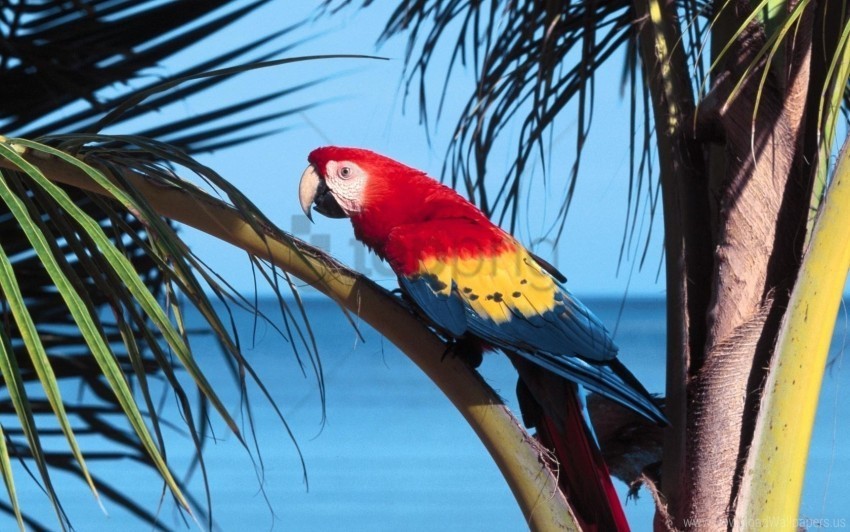 bird branch bright color parrot tree wallpaper PNG without watermark free