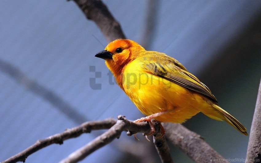 bird branch bright color sit yellow bird wallpaper Clean Background Isolated PNG Illustration